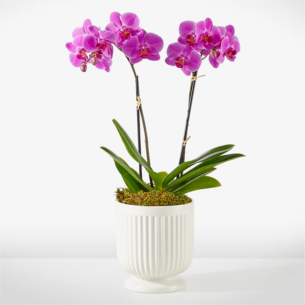 Friendly Fuchsia Orchid - Image 2